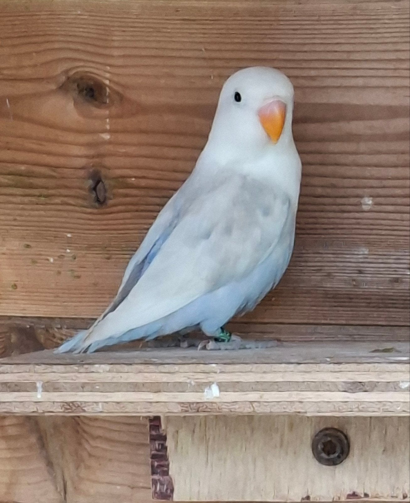 Jonge dwergpapegaai, Dieren en Toebehoren, Vogels | Parkieten en Papegaaien, Vrouwelijk, Dwergpapegaai of Agapornis, Geringd