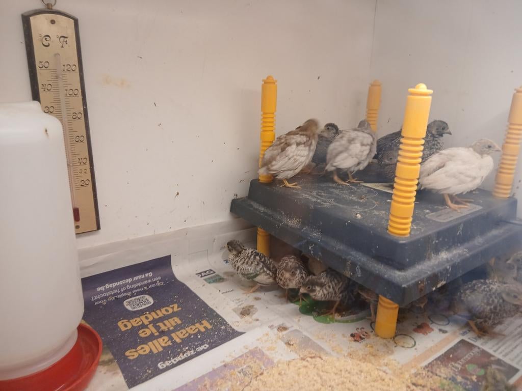 Chinese kwartels, Dieren en Toebehoren, Vogels | Overige Vogels