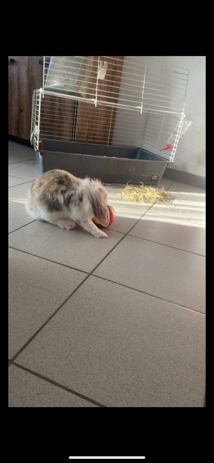 Konijn met kooi, Dieren en Toebehoren