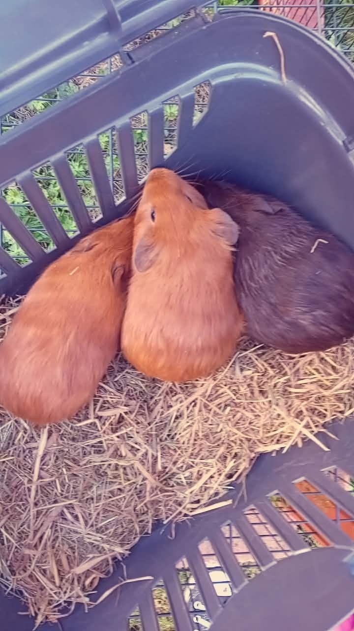 cavia beertjes broertjes, Dieren en Toebehoren, September, Mannelijk, Cavia