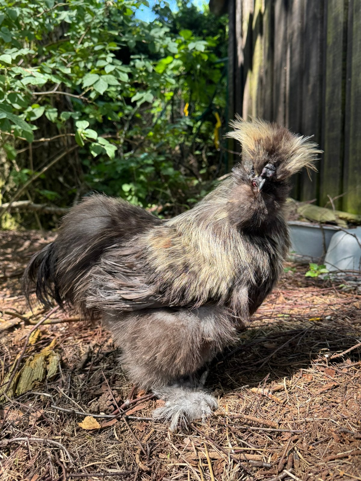 USA zijdehoen haan, Dieren en Toebehoren, Mannelijk, Kip