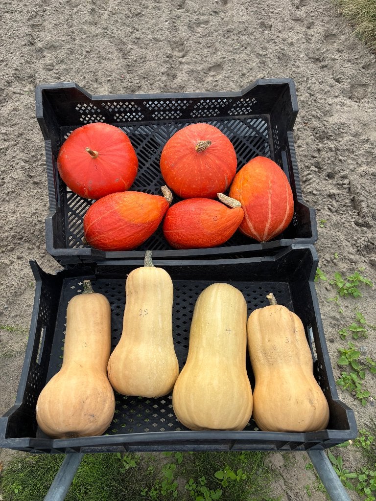 Butternuts/Pompoenen, Diversen, Ophalen