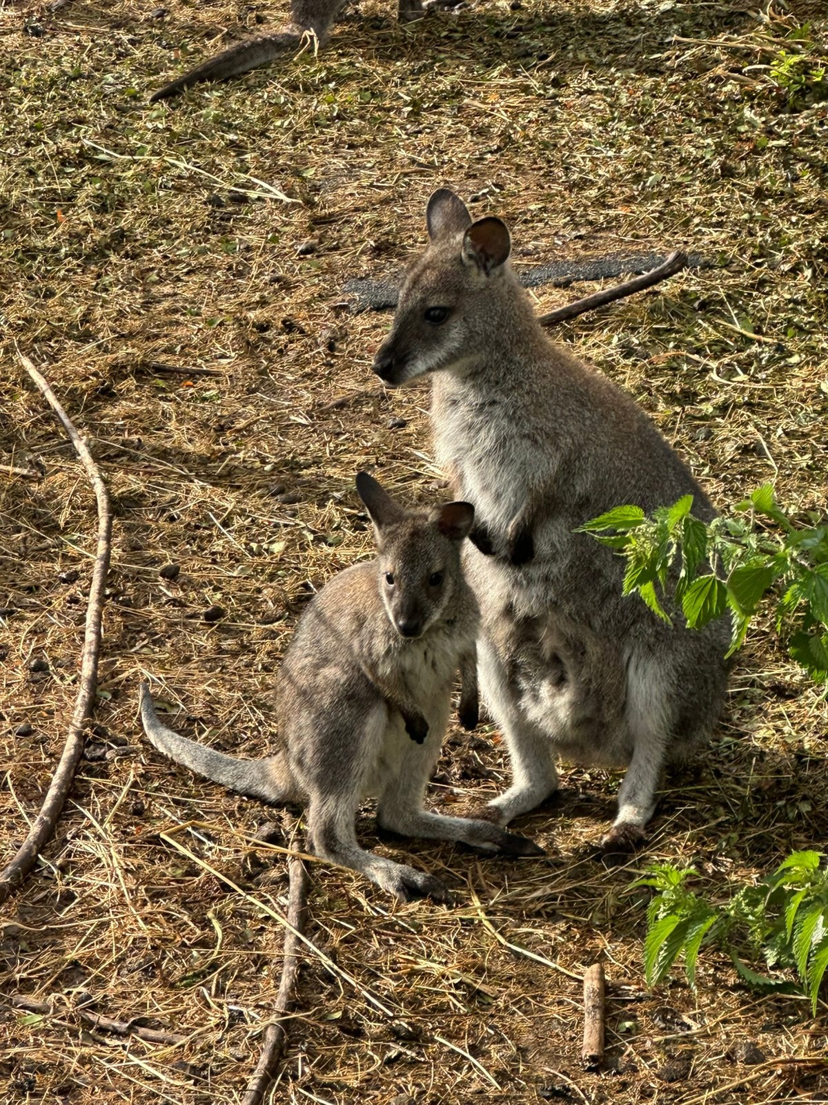 Wallaby, Animaux & Accessoires, Janvier, Mâle