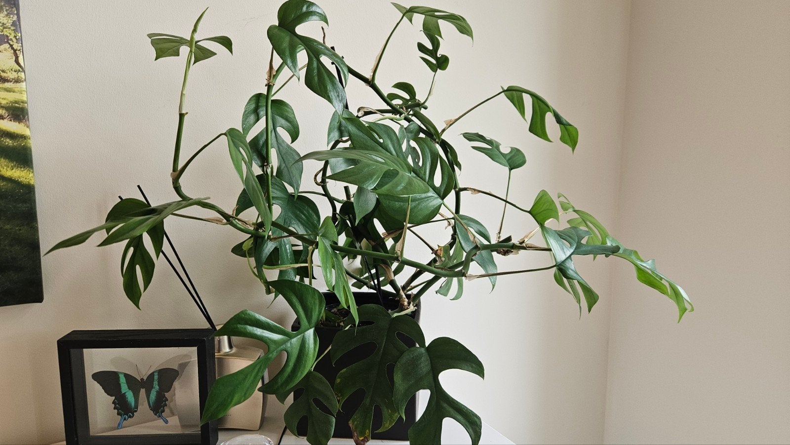 Mini monstera, blad 15-20cm, Huis en Inrichting, Ophalen