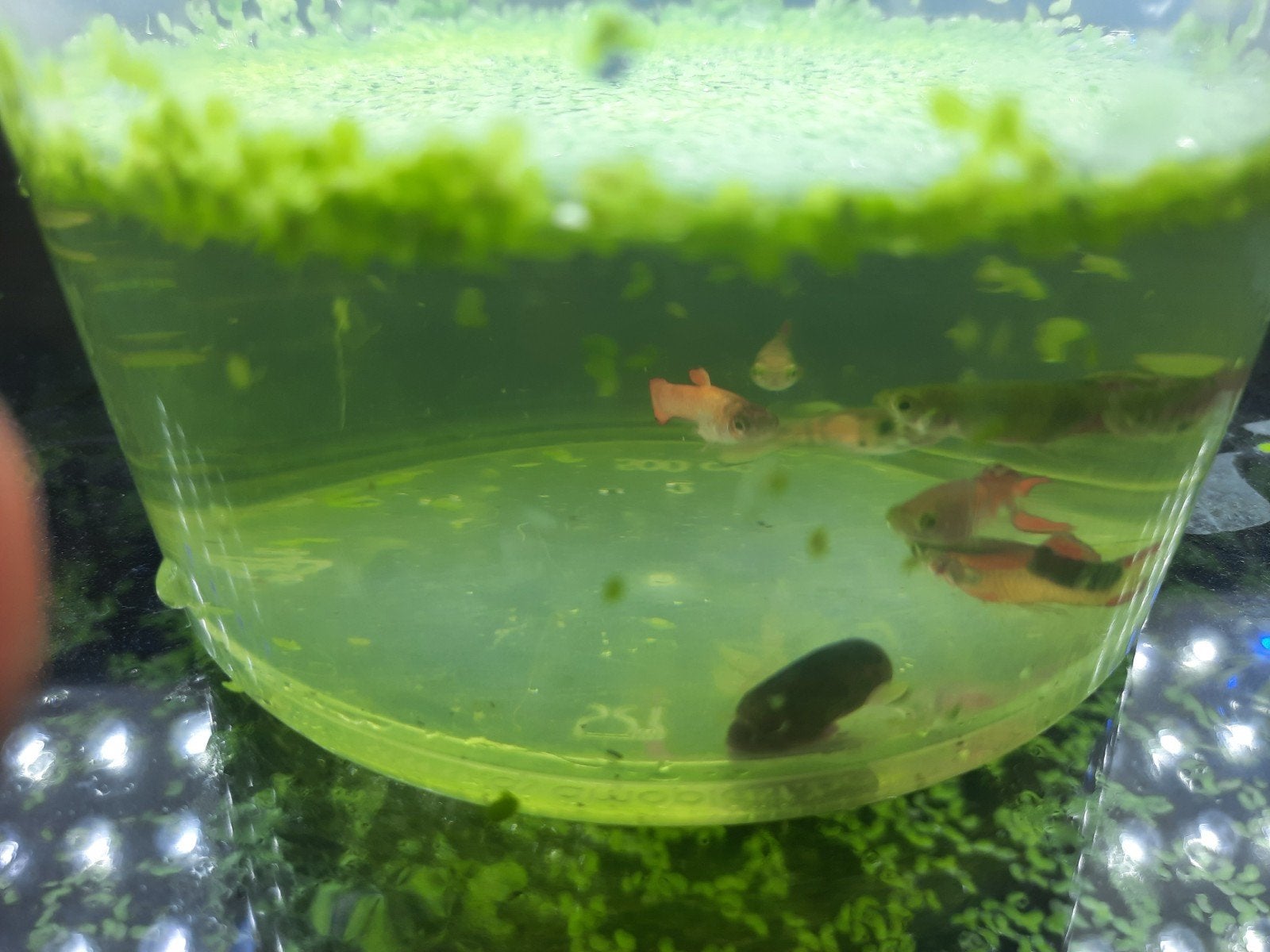 endler guppy mannetjes 3.50 het stuk, Dieren en Toebehoren