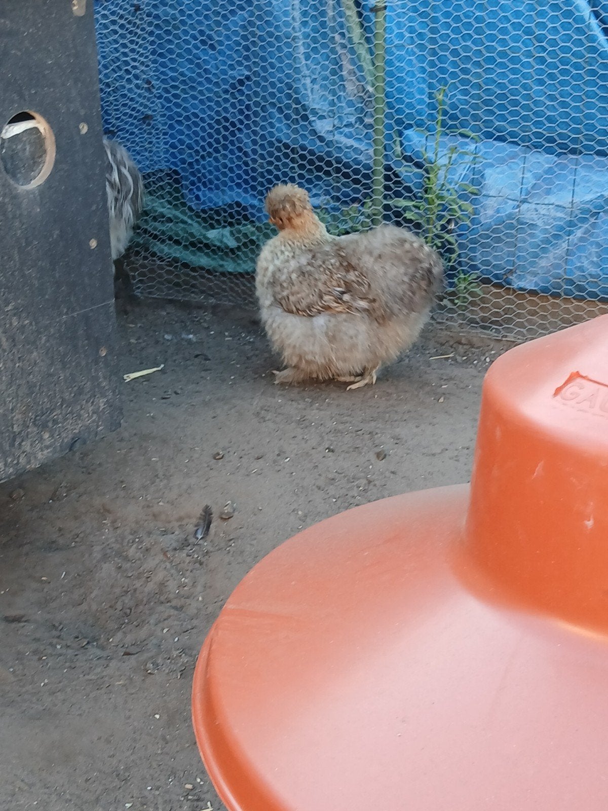 2 zijdehoentjes hennen, Dieren en Toebehoren, Vrouwelijk, Kip
