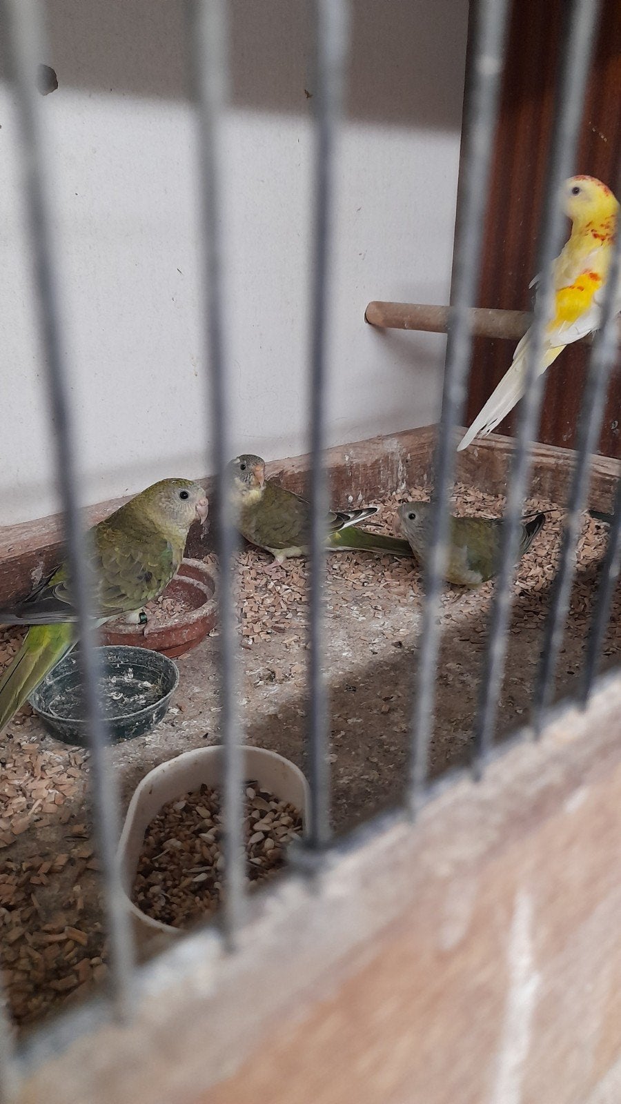 Jonge roodruggen 15 euro, Bagué