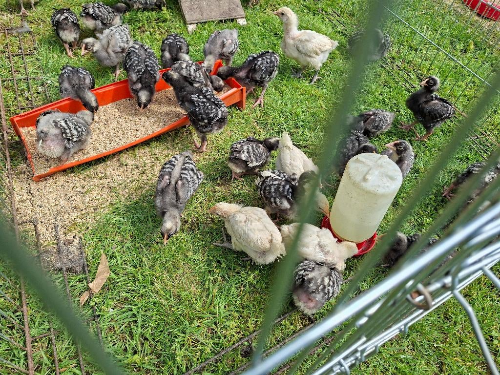 20 haantjes mechelse koekoek en poule de bresse, Animaux & Accessoires, Volatiles, Mâle