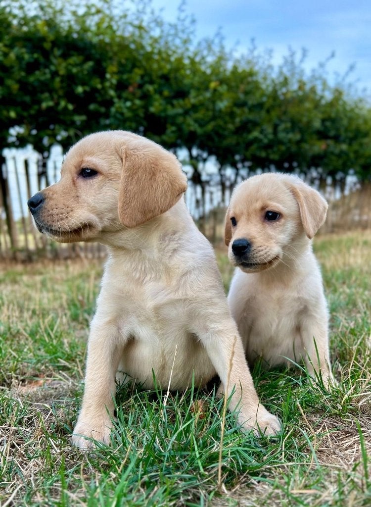 Prachtige labrador pups, België, CDV (hondenziekte), 8 tot 15 weken, Labrador retriever