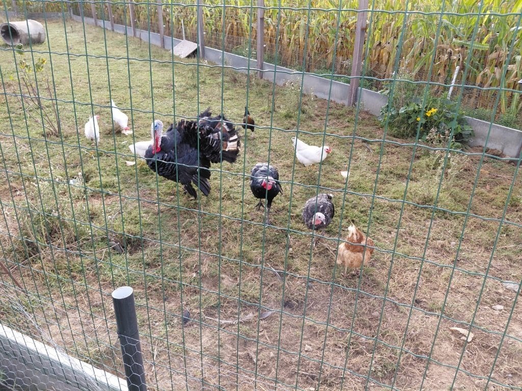Ronquiere kalkoen haan, Animaux & Accessoires, Volatiles, Mâle, Dinde