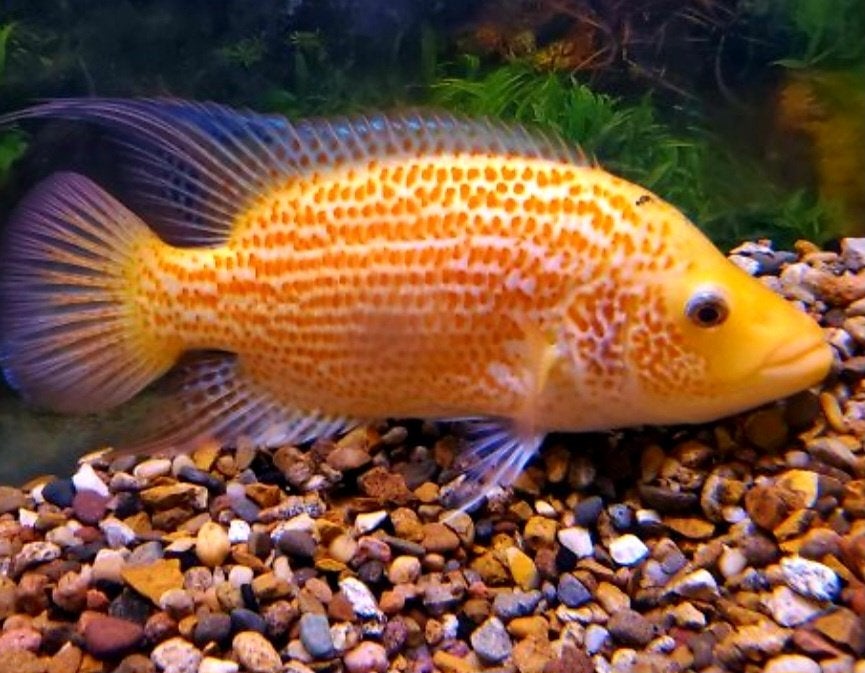 Parachromis Red Dovii wolf cichliden, Dieren en Toebehoren, Vis, Zoetwatervis