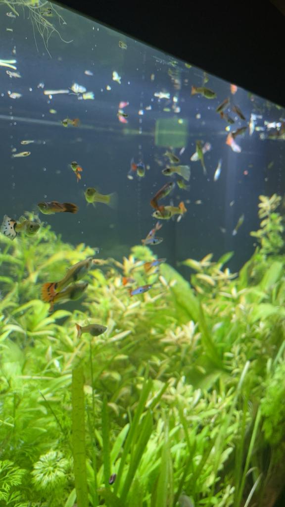 Baby guppy, Dieren en Toebehoren, Vis