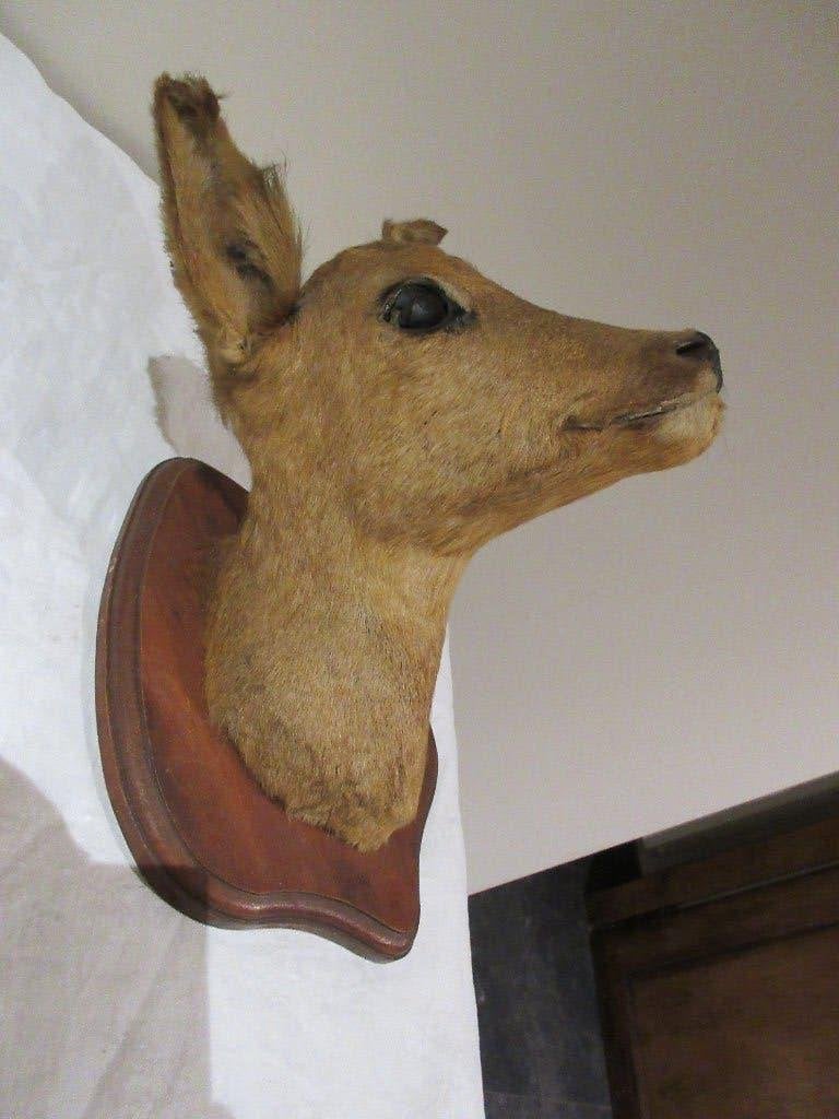 Taxidermie tête de cerf, Collections, Enlèvement