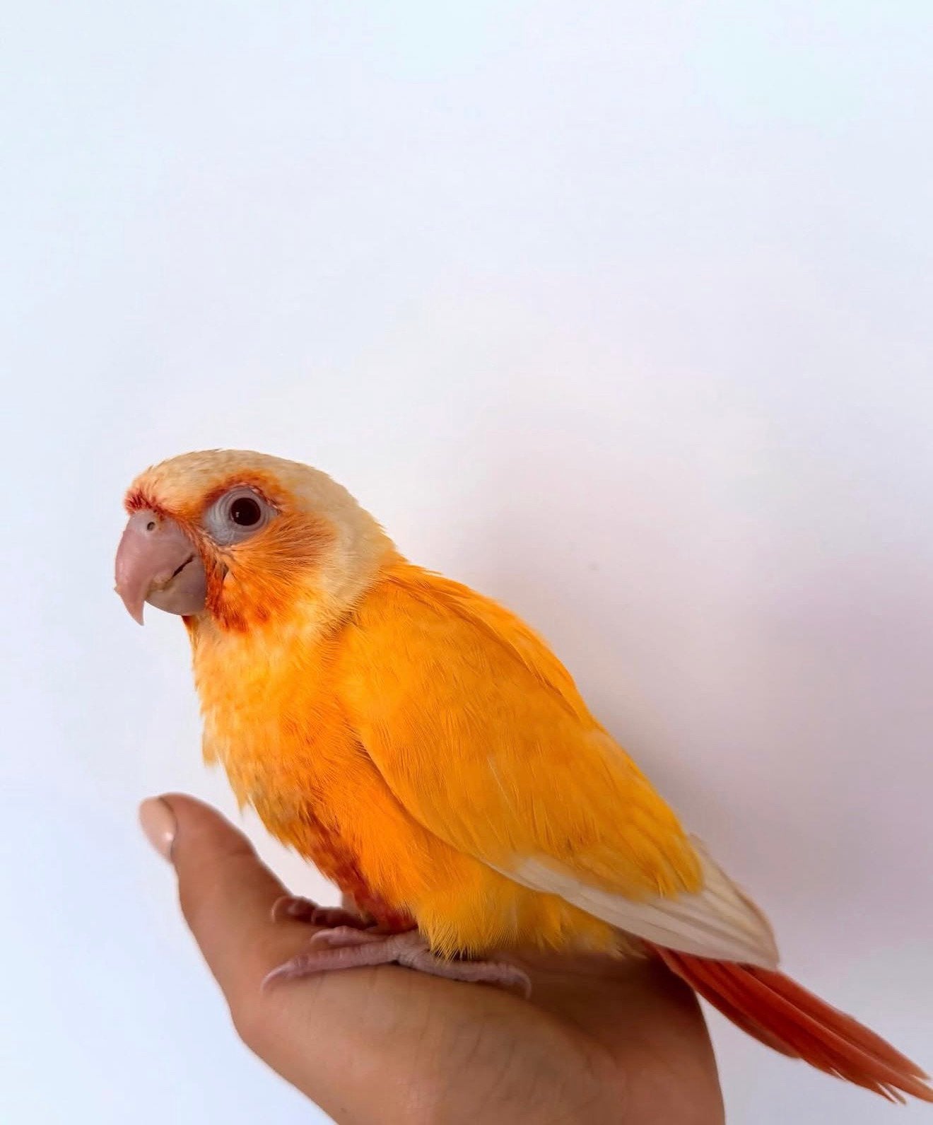 Pyrrhura koppel (mannen), Dieren en Toebehoren