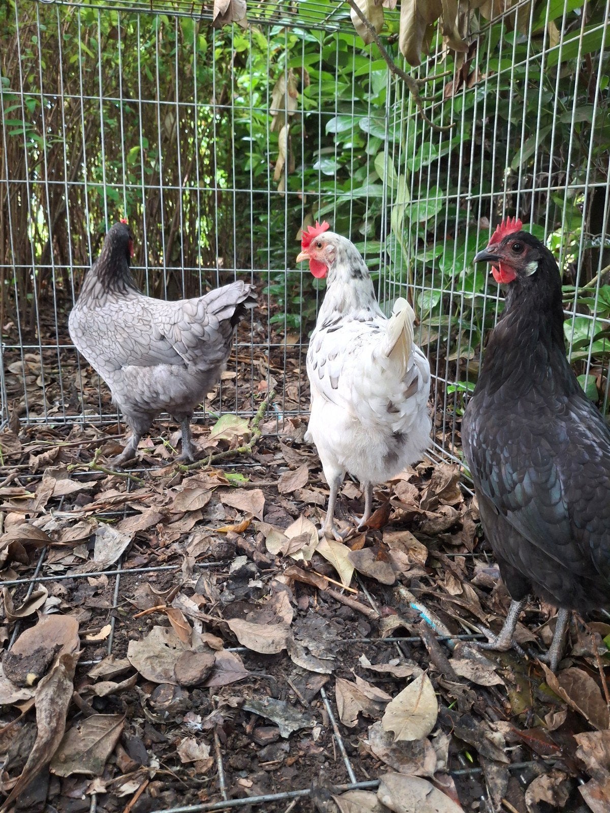 legkippen: trio kruising hennen te koop, Animaux & Accessoires, Femelle, Poule ou poulet