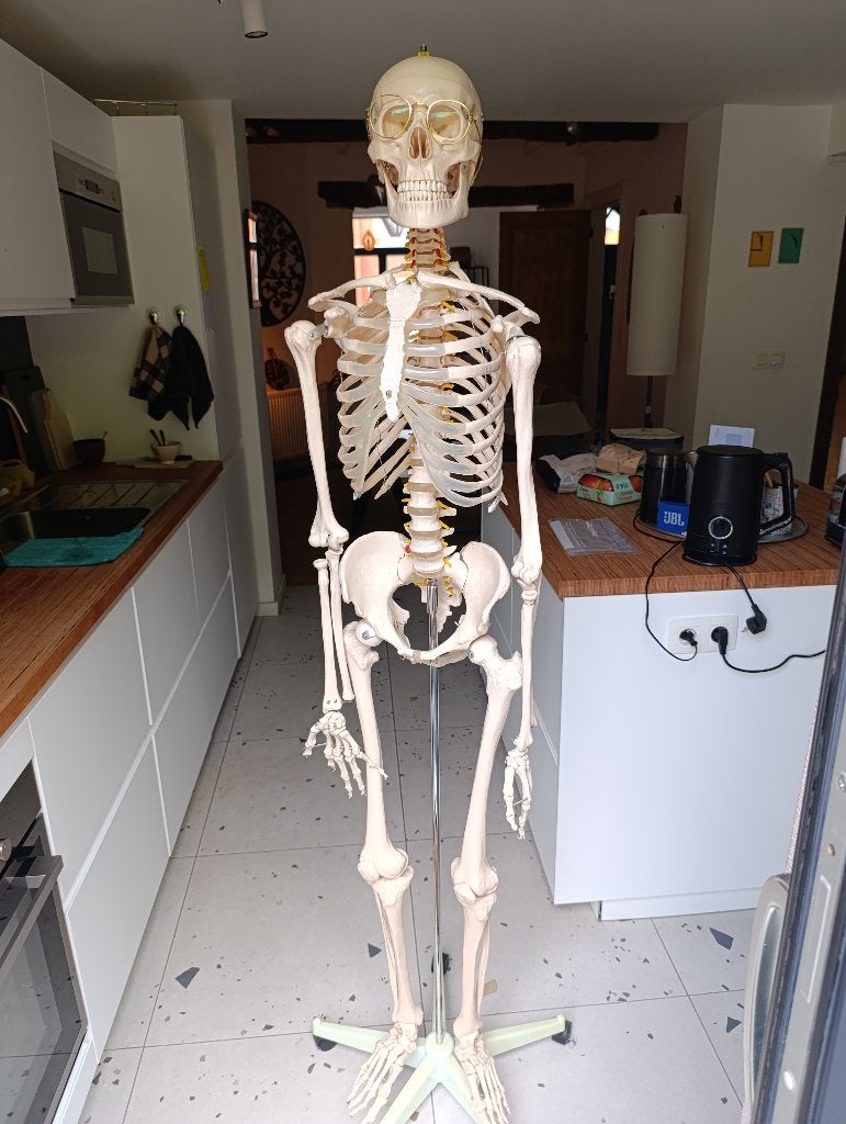 Anatomisch skelet, Ophalen, Gebruikt