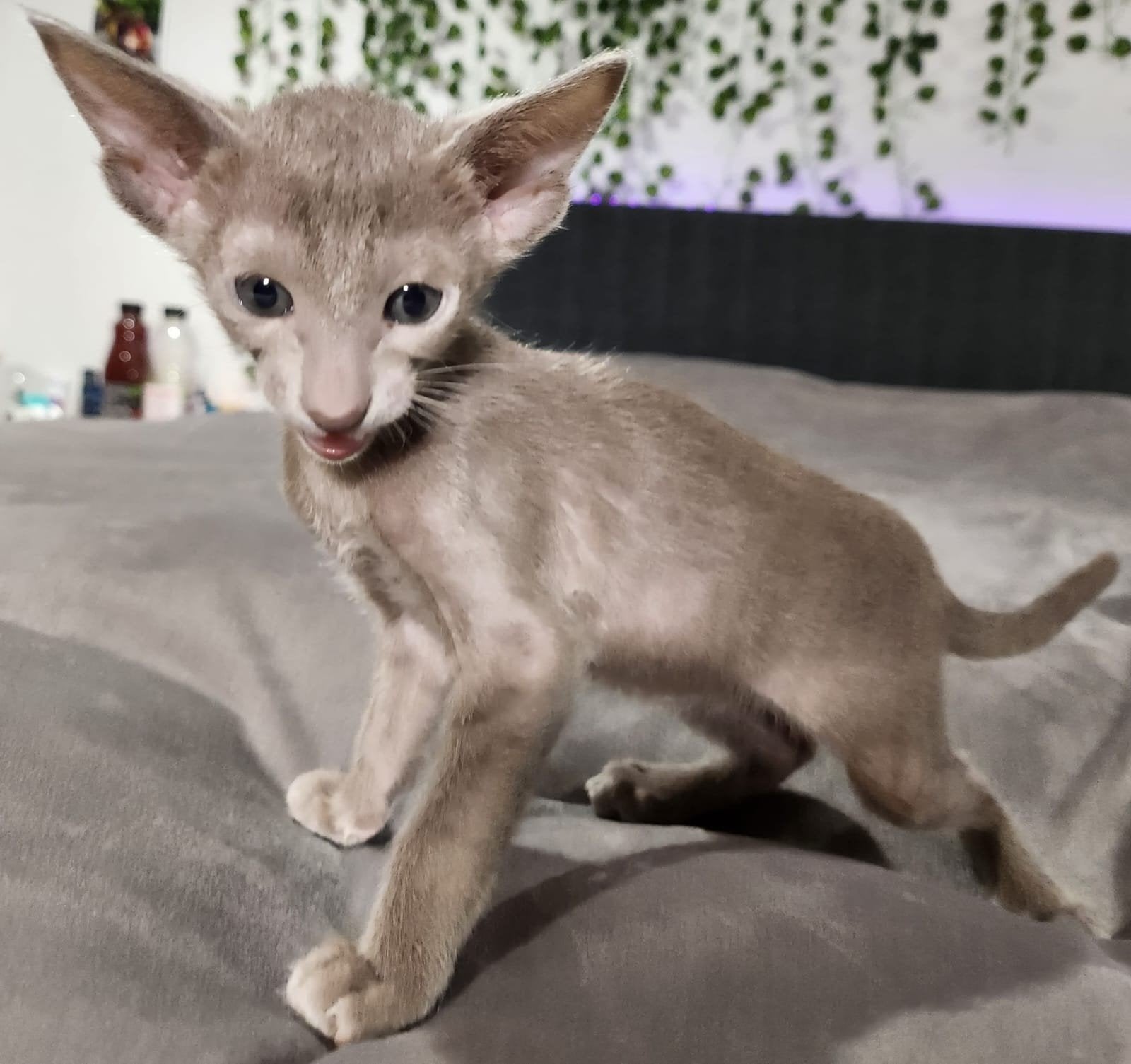 Oosterse rode tabby en Oosters blauw, Poes, Kortharig, 0 tot 2 jaar