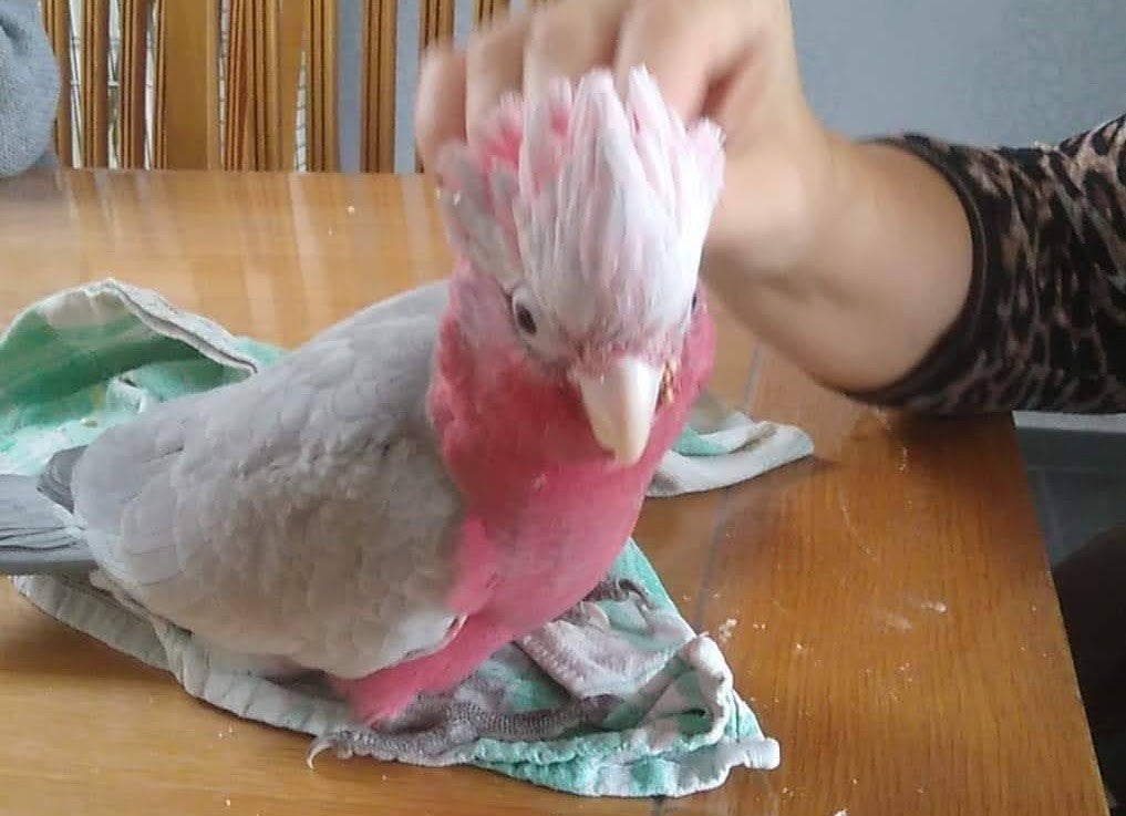 Handtamme rose kaketoes, Dieren en Toebehoren
