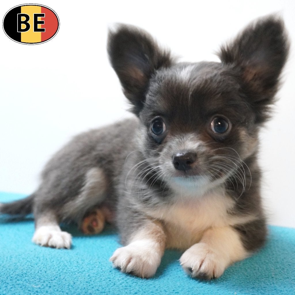 Prachtige Langharige Chihuahua pups (Belgisch), Dieren en Toebehoren, België, Handelaar, CDV (hondenziekte), 8 tot 15 weken