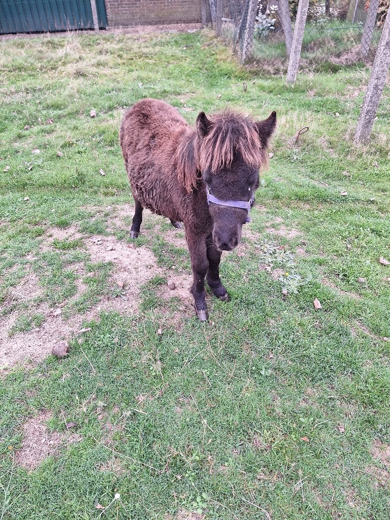 mini paardje, Merrie, Gechipt