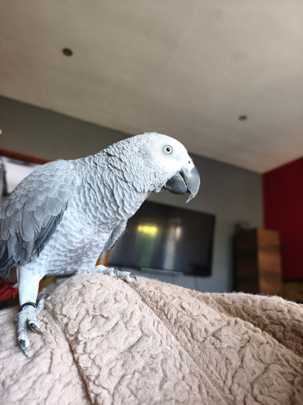 gris du Gabon, Animaux & Accessoires