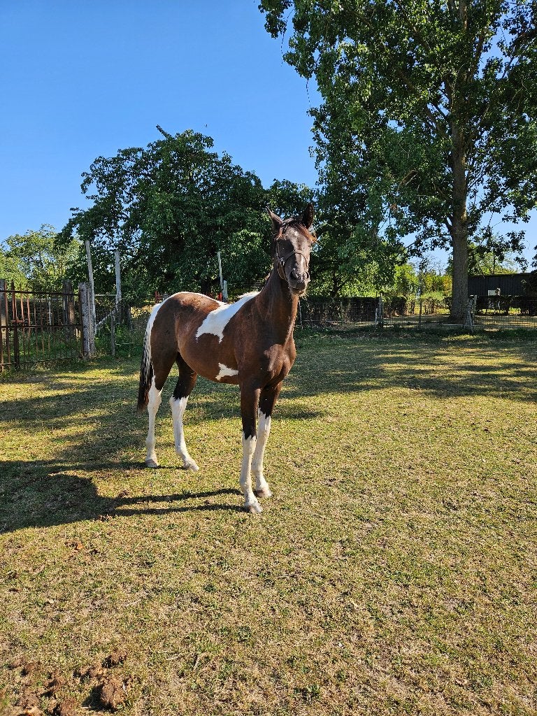 Knappe jaarling hengst, Dieren en Toebehoren, Springpaard, Met stamboom, 0 tot 2 jaar, Hengst