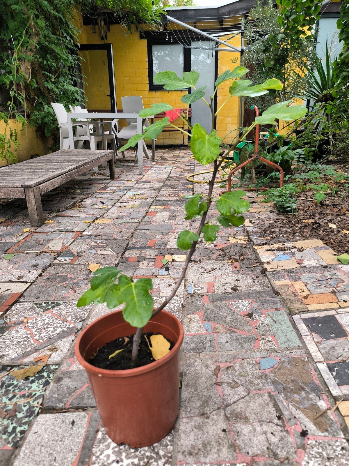 vijgenboom, Jardin & Terrasse, Enlèvement, Figuier