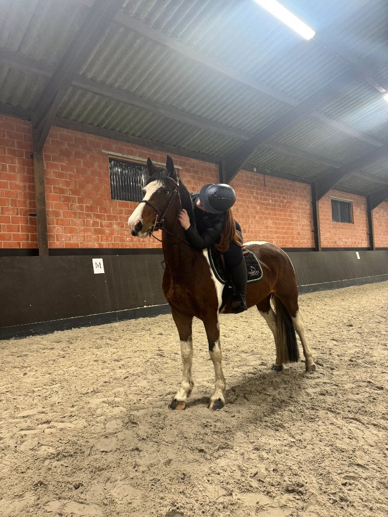 Ruiter aangeboden, Dieren en Toebehoren, Paarden, Springpaard