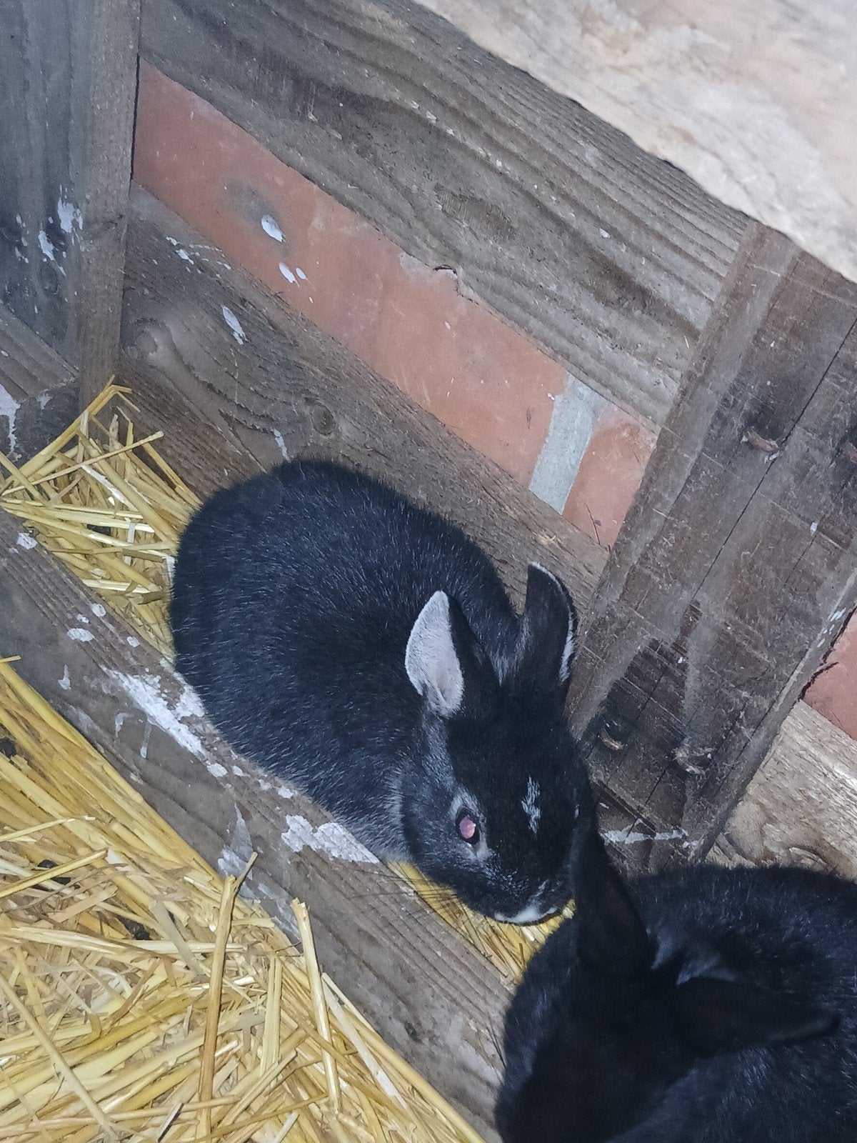 Jonge konijntjes, Plusieurs animaux, Nain
