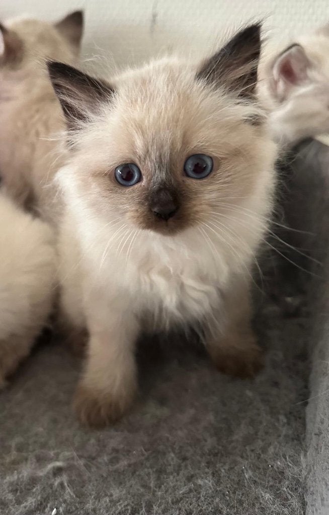 Siberische kitten ( Neva masquerade hypoallergene), Dieren en Toebehoren, Kater, Met stamboom, 0 tot 2 jaar