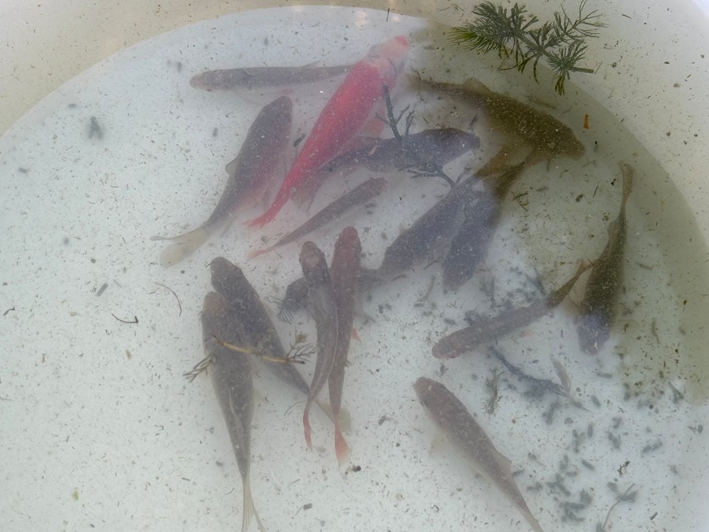 14 kleine vijver visjes gratis, Dieren en Toebehoren, Vissen | Vijvervissen
