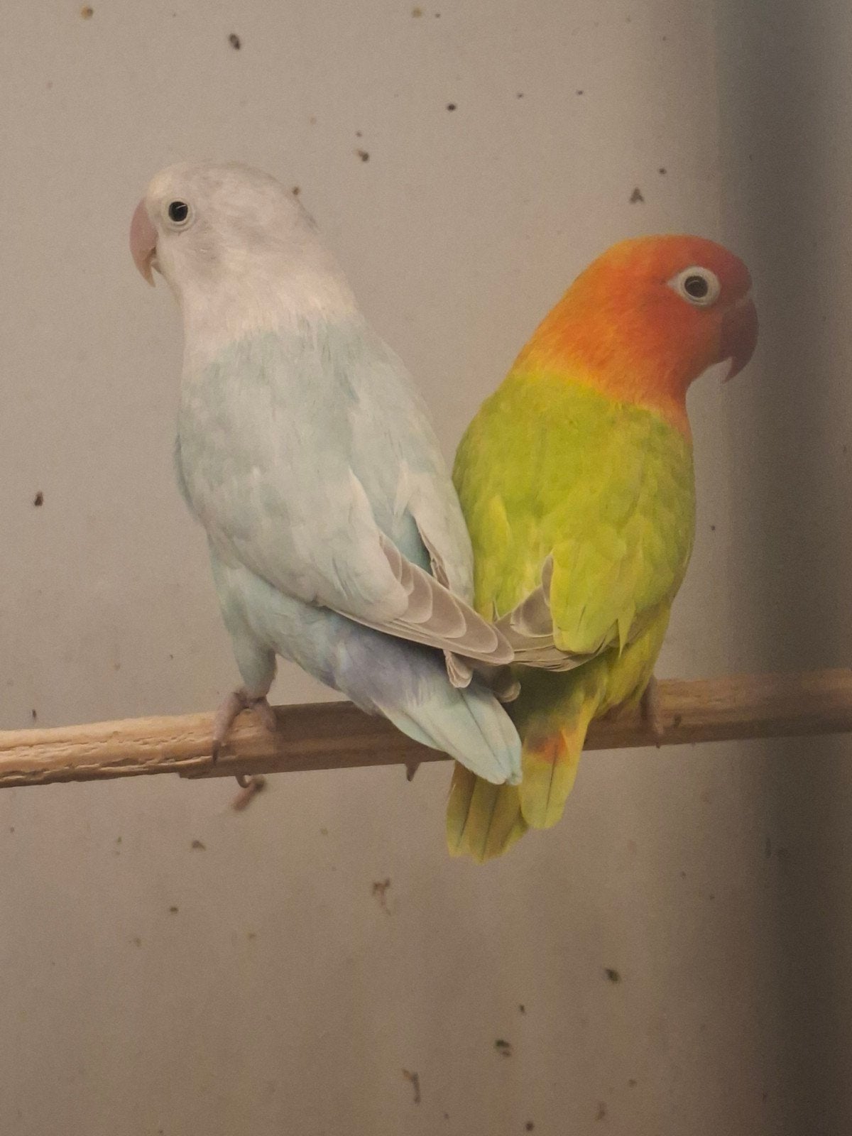 koppel fischeri, Dieren en Toebehoren, Meerdere dieren, Dwergpapegaai of Agapornis, Geringd