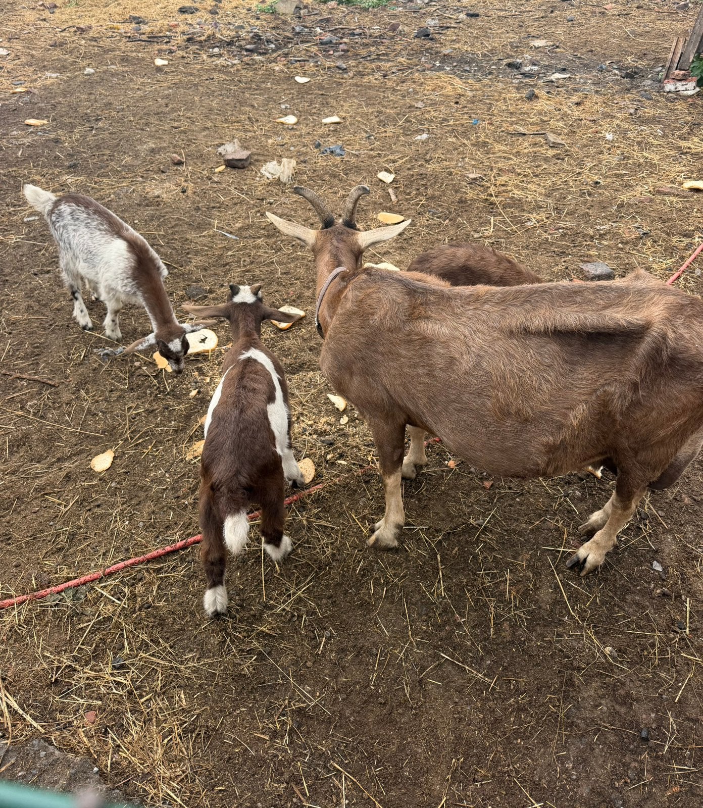 Chèvre à vendre avec 3 petits, Animaux & Accessoires, Femelle, Chèvre