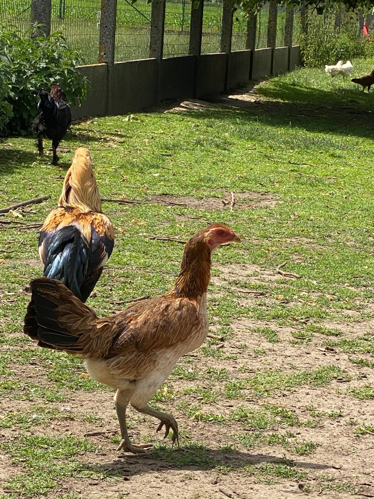 Kippen, Plusieurs animaux, Poule ou poulet