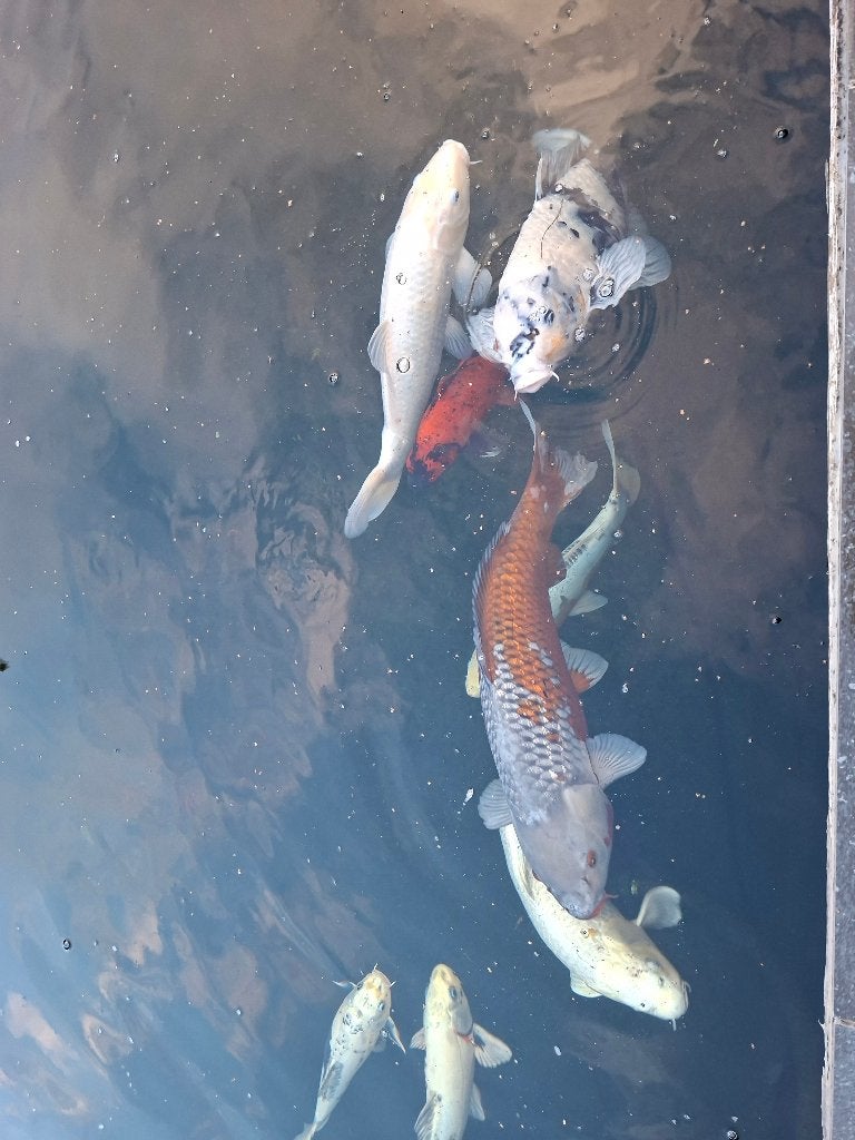 Japanse koi, Karper of Koi