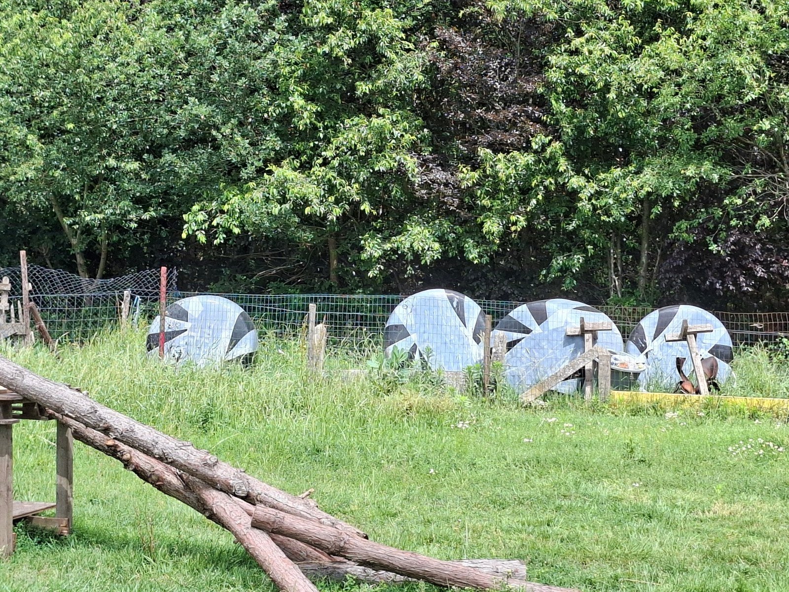 Hooie ballen, Dieren en Toebehoren