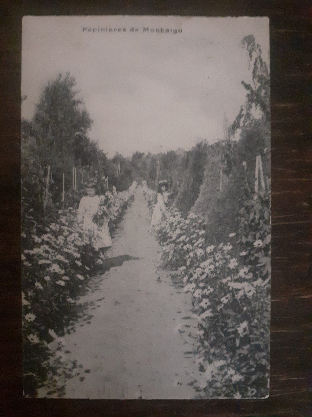 Oude postkaart Scherpenheuvel Michiels, Verzamelen, Ophalen of Verzenden, Voor 1920, Gelopen, Vlaams-Brabant