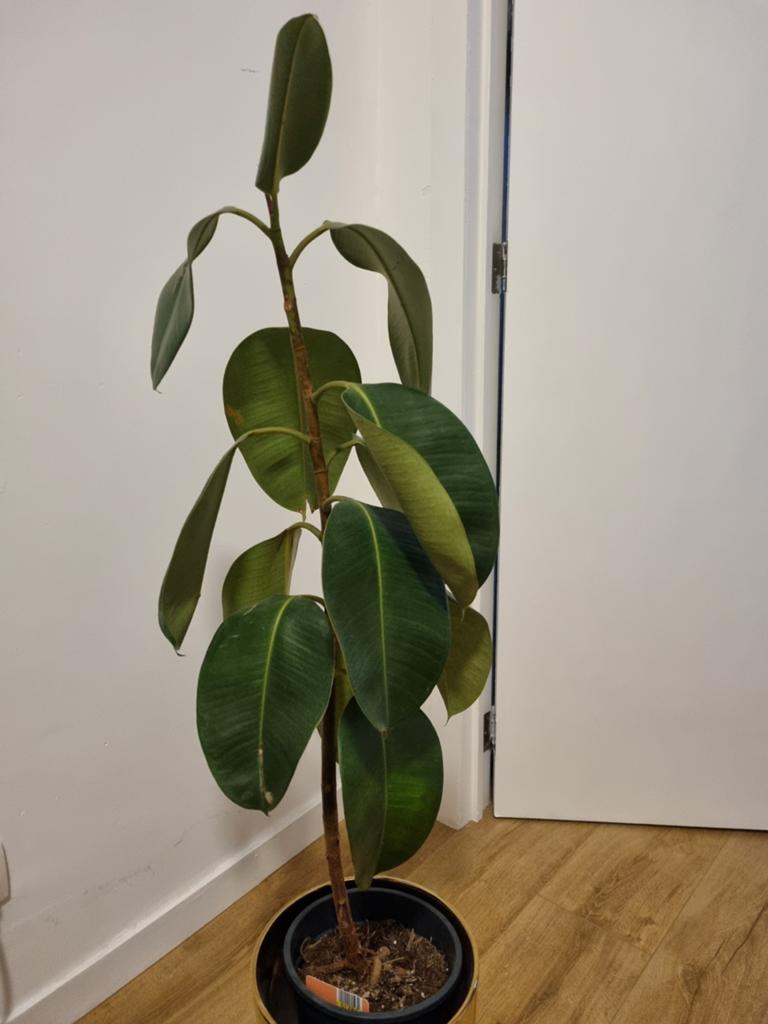 Plant, Ophalen of Verzenden