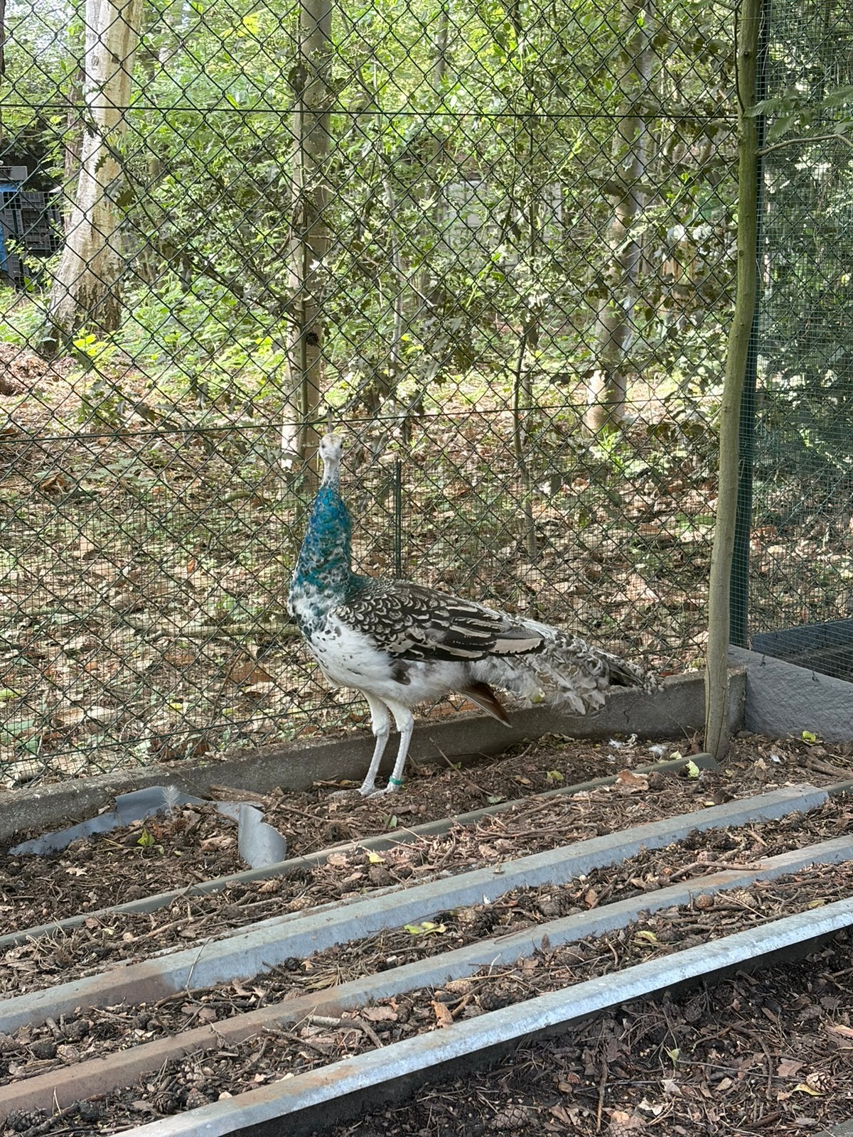 Zwartvleugel pauw, pauwen, Dieren en Toebehoren, Pluimvee