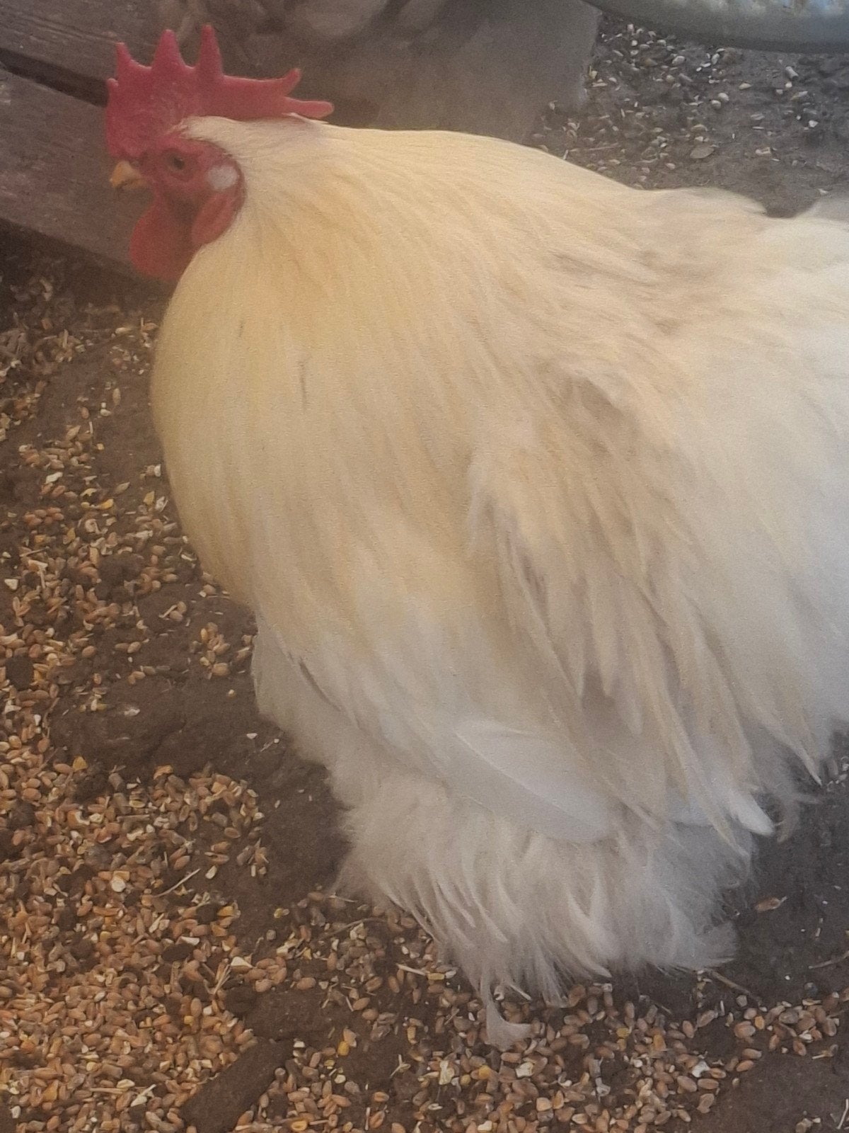 cochin bobtail haan, Dieren en Toebehoren, Pluimvee, Mannelijk, Kip