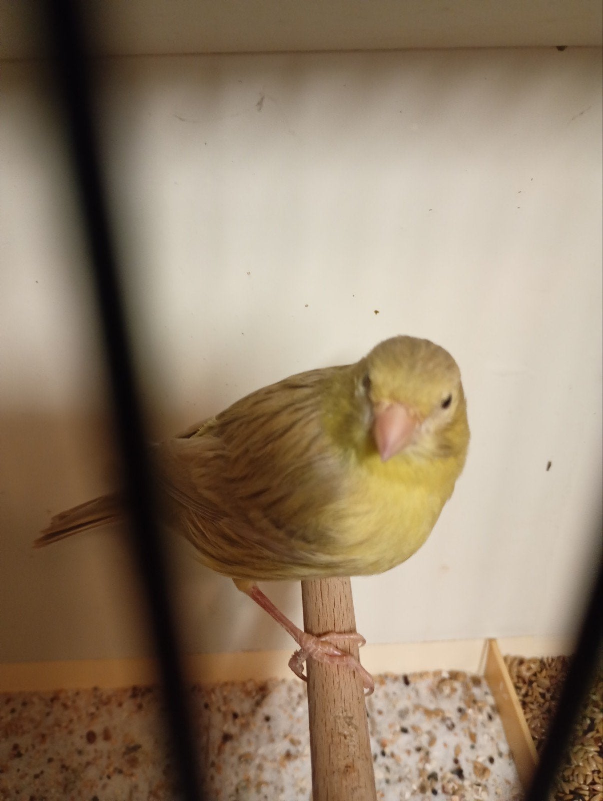 kanaries Agaat x pastel geel x ivoor x witte vanaf 7/10/26