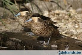 Siereenden, Dieren en Toebehoren, Meerdere dieren, Eend