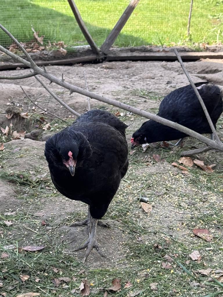 Broedeieren Araucana, Dieren en Toebehoren, Pluimvee, Geslacht onbekend, Kip
