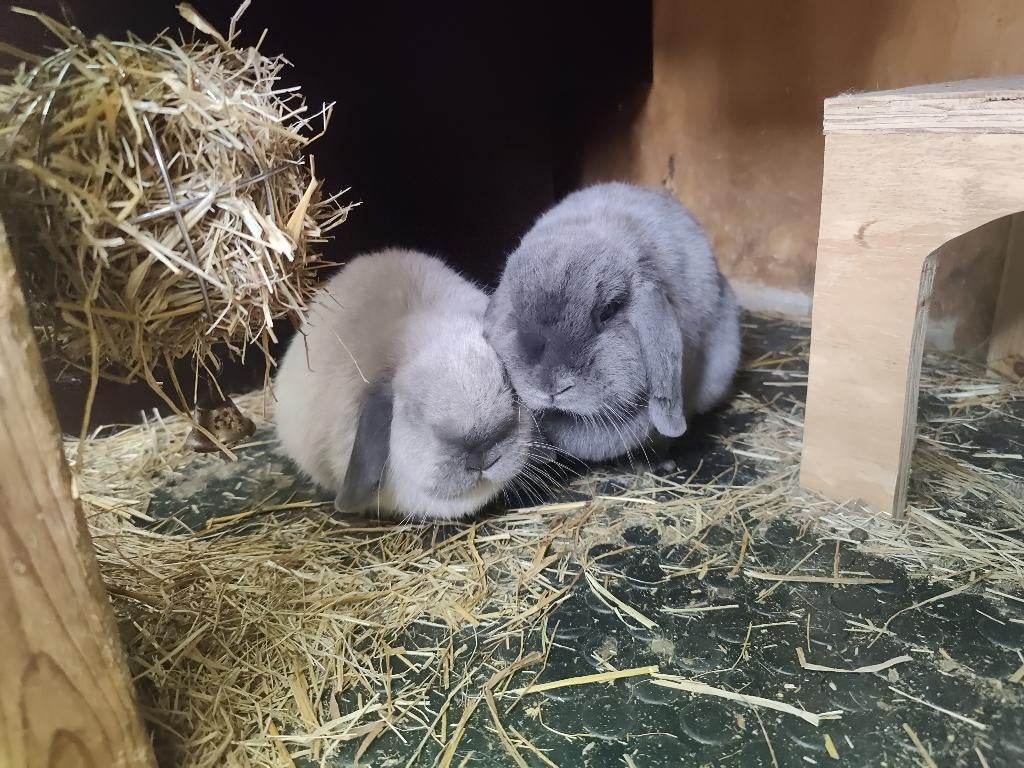 Onwijs lief koppel voedsters zoekt fijn huisje, Vrouwelijk, Dwerg, Hangoor, 0 tot 2 jaar