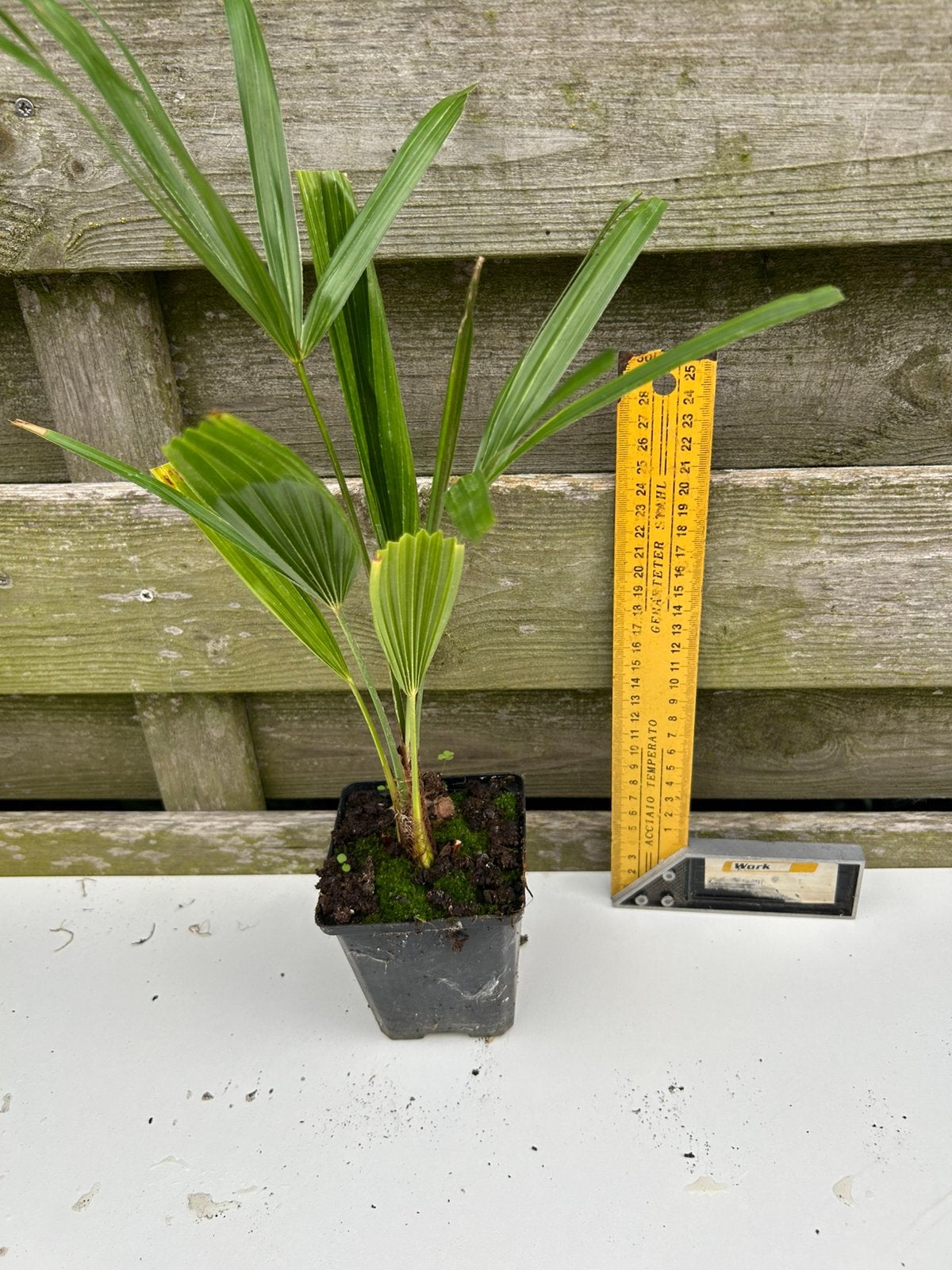 Plantes de Trachycarpus Fortunei - 3 ans, Plein soleil, Été, Plante fixe, Enlèvement ou Envoi