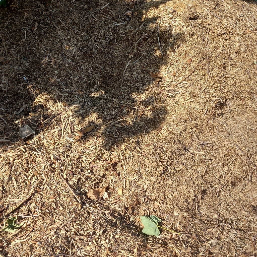 boom schors, Tuin en Terras, Ophalen