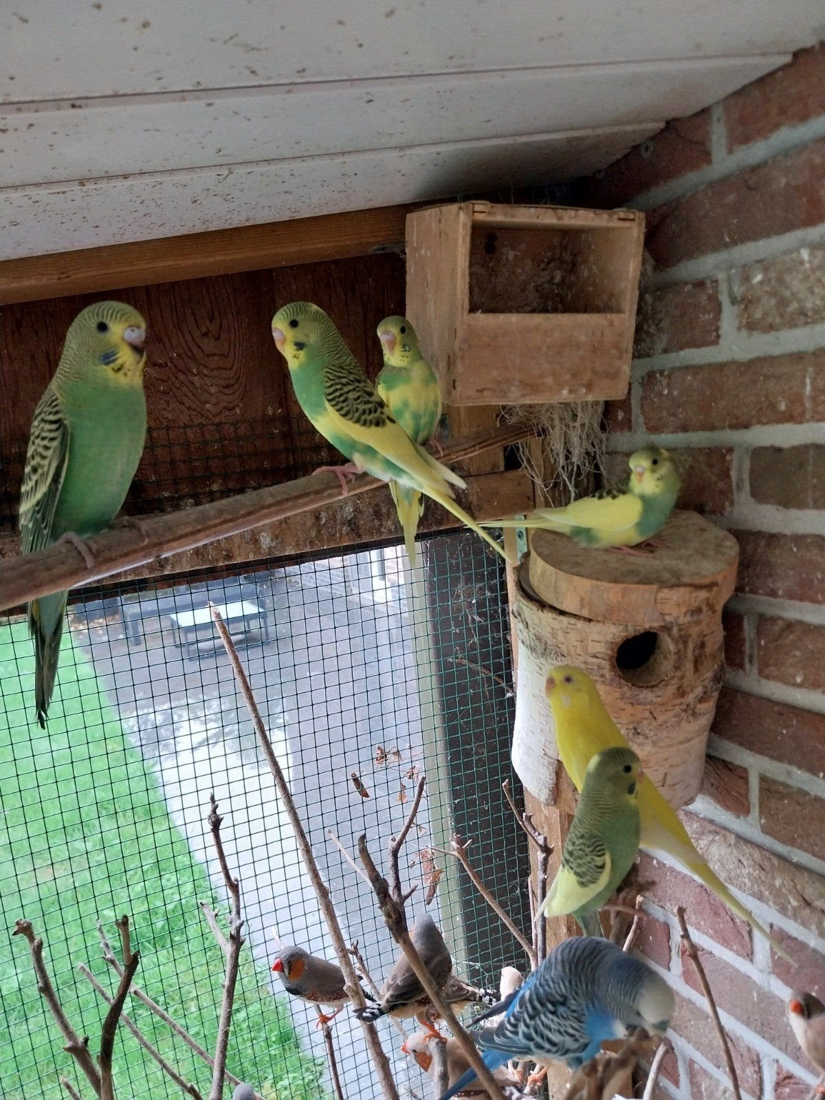 jonge grasparkieten