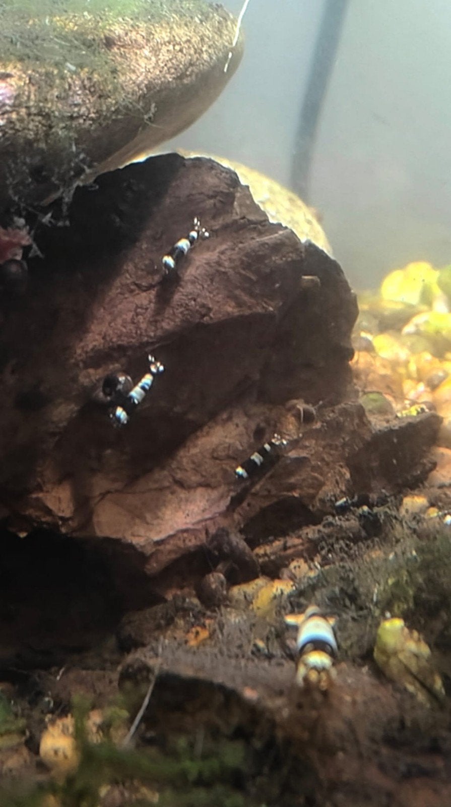 Crevettes noires cristallines