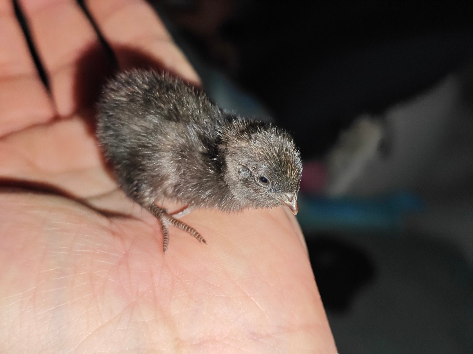 9 Chinese dwergkwartel kuikentjes, Dieren en Toebehoren
