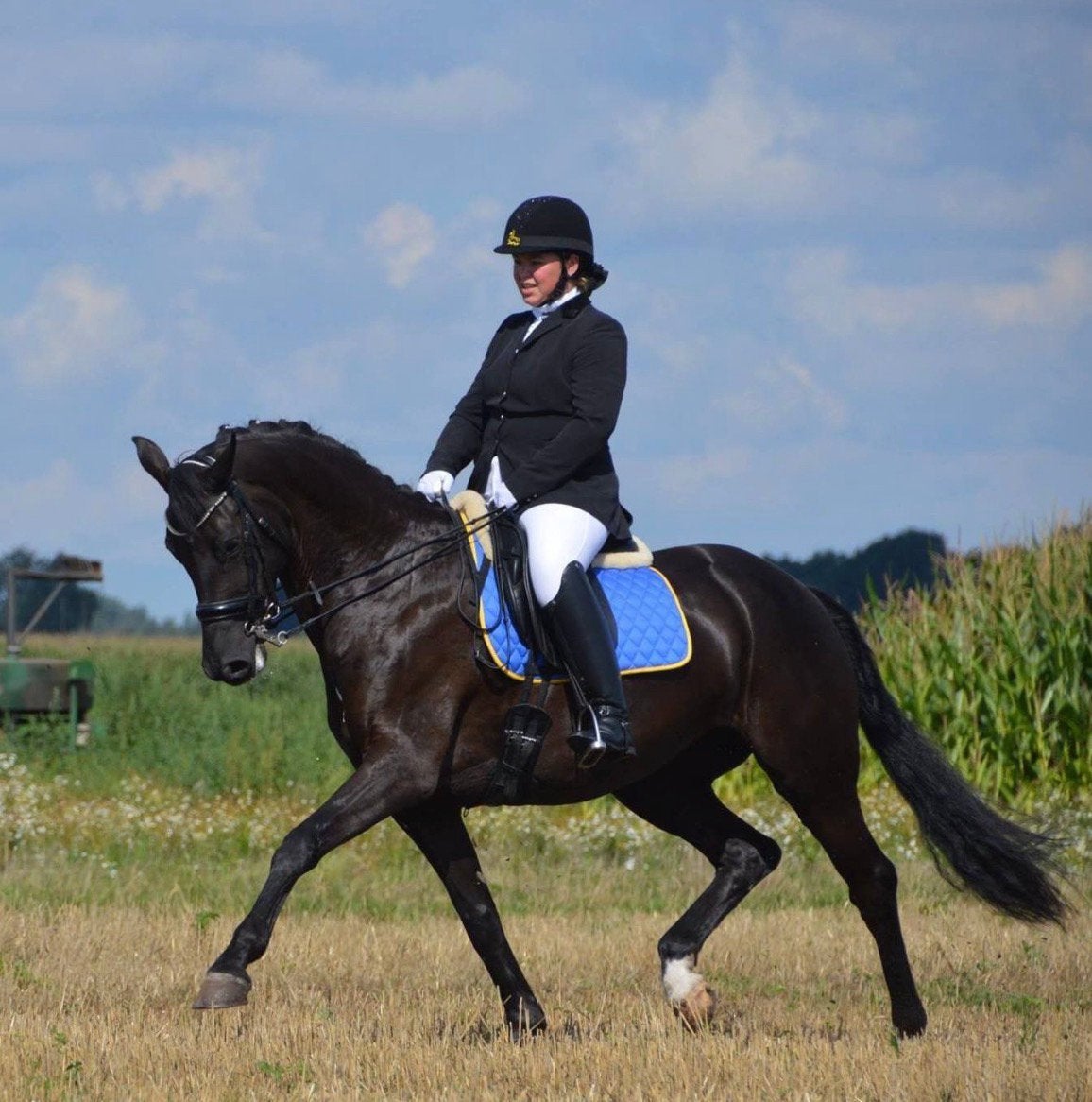Chique fokmerrie te koop, Dieren en Toebehoren, Merrie, Z, Dressuurpaard, 11 jaar of ouder